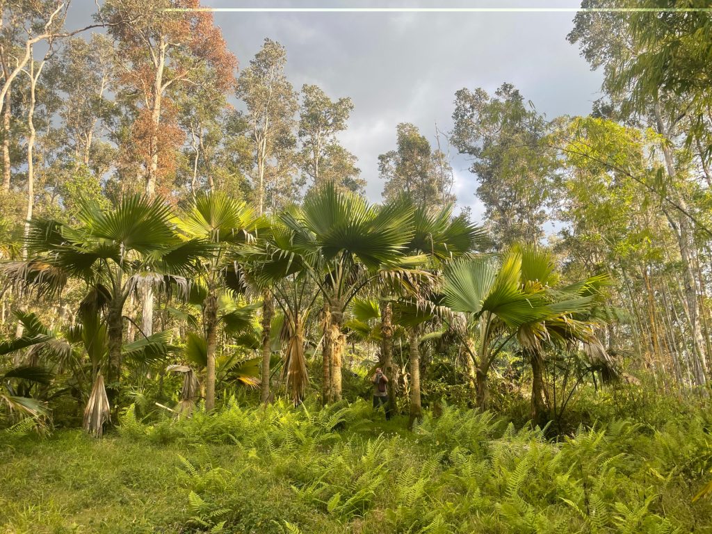 Three people walking a trail in a cloud forest.