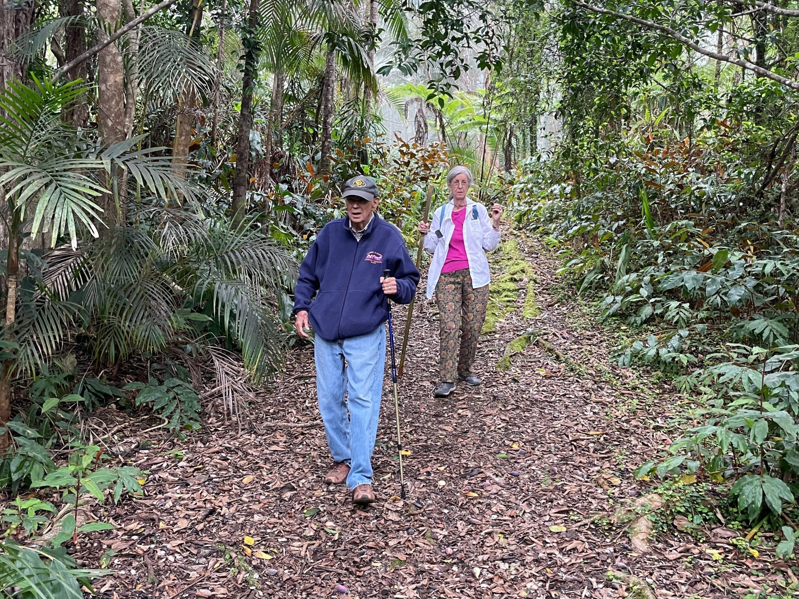 An elderly couple taking a walk through a cloud forest.