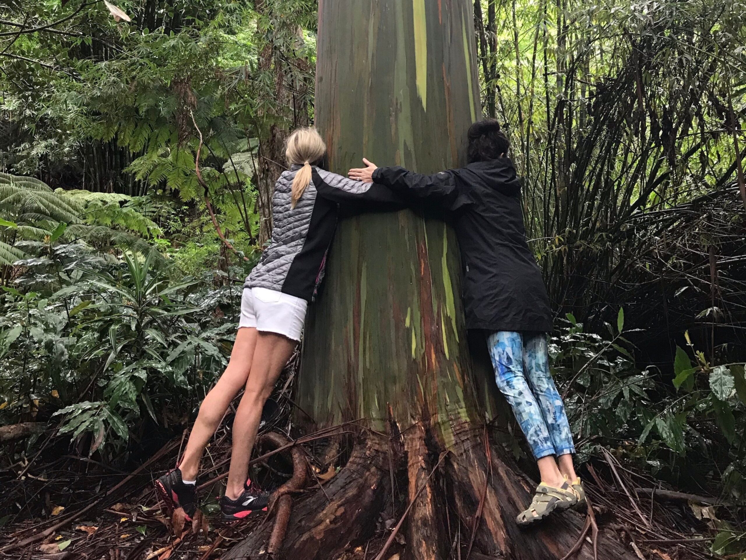 Two women hugging a Rainbow Eucalyptus tree.