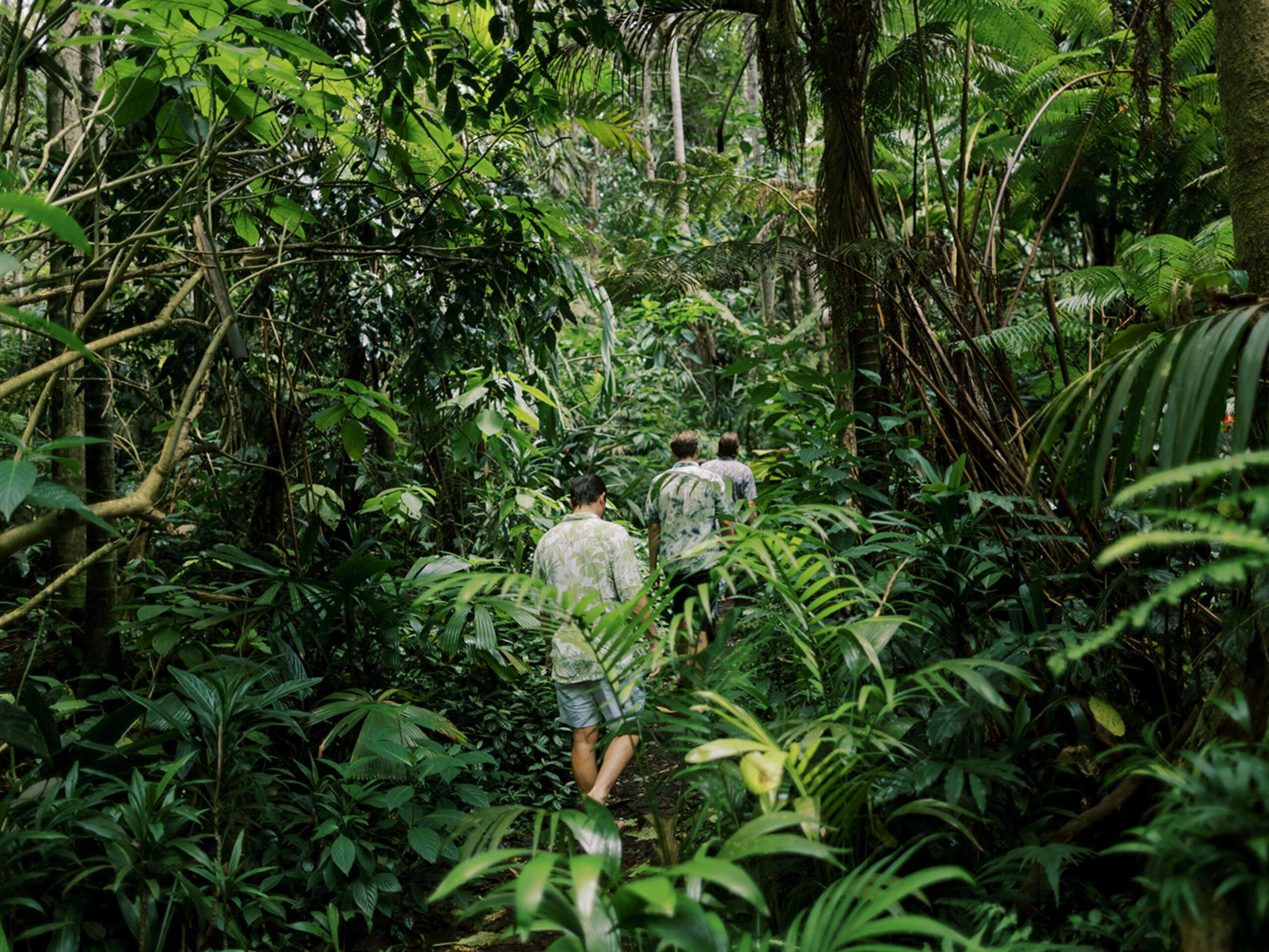 Three people walking a trail in a cloud forest.
