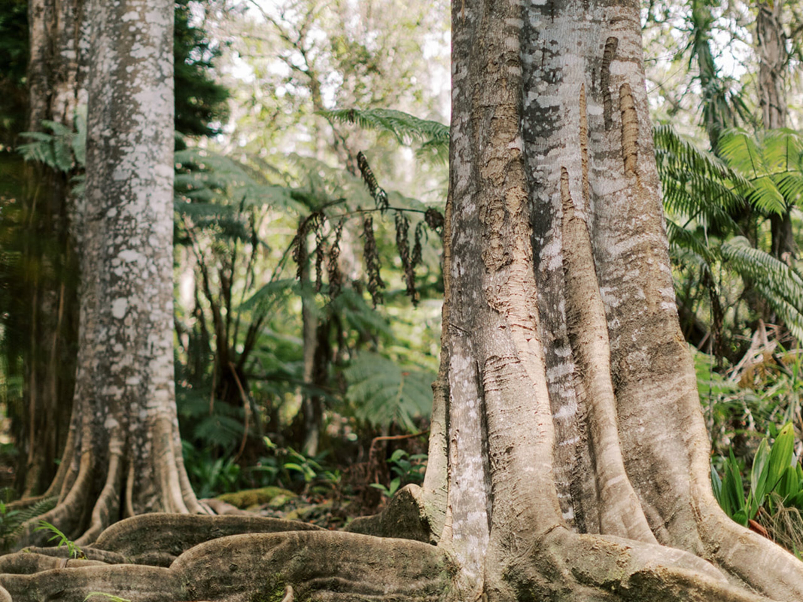 Tree with buttress roots in a cloud forest