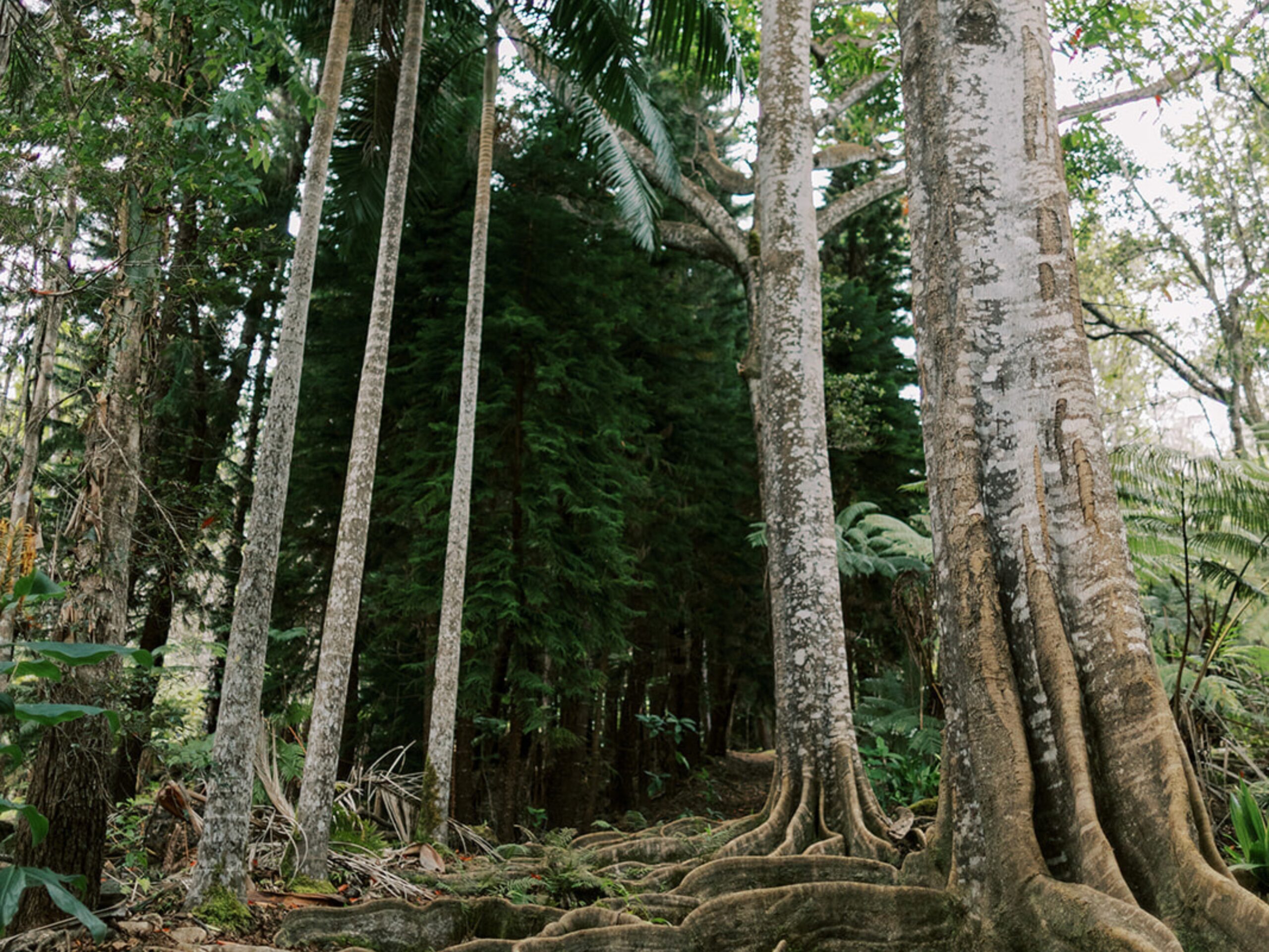 A tree with buttress roots in a cloud forest