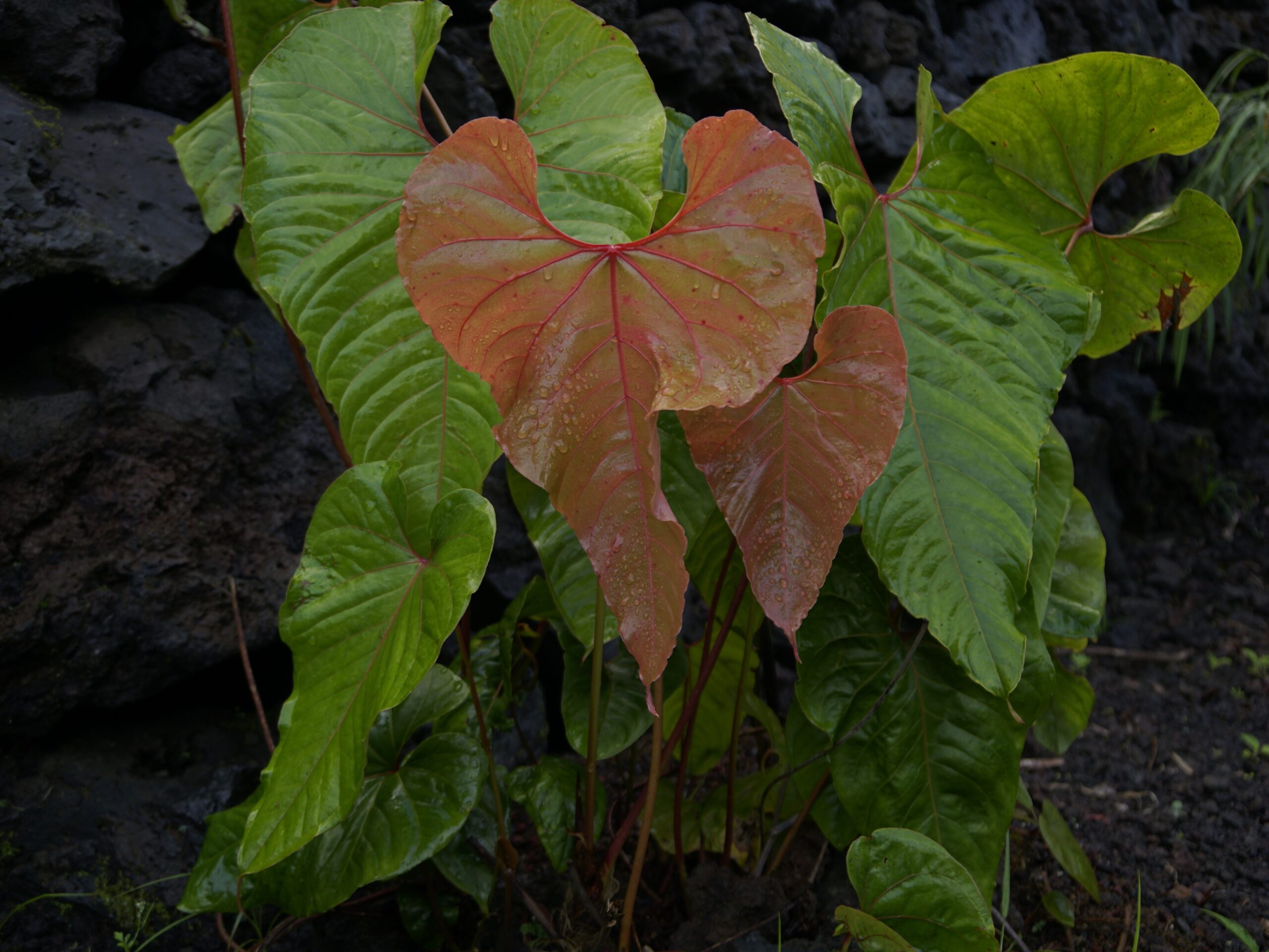 An elephant ear plant wet from a recent rainfall