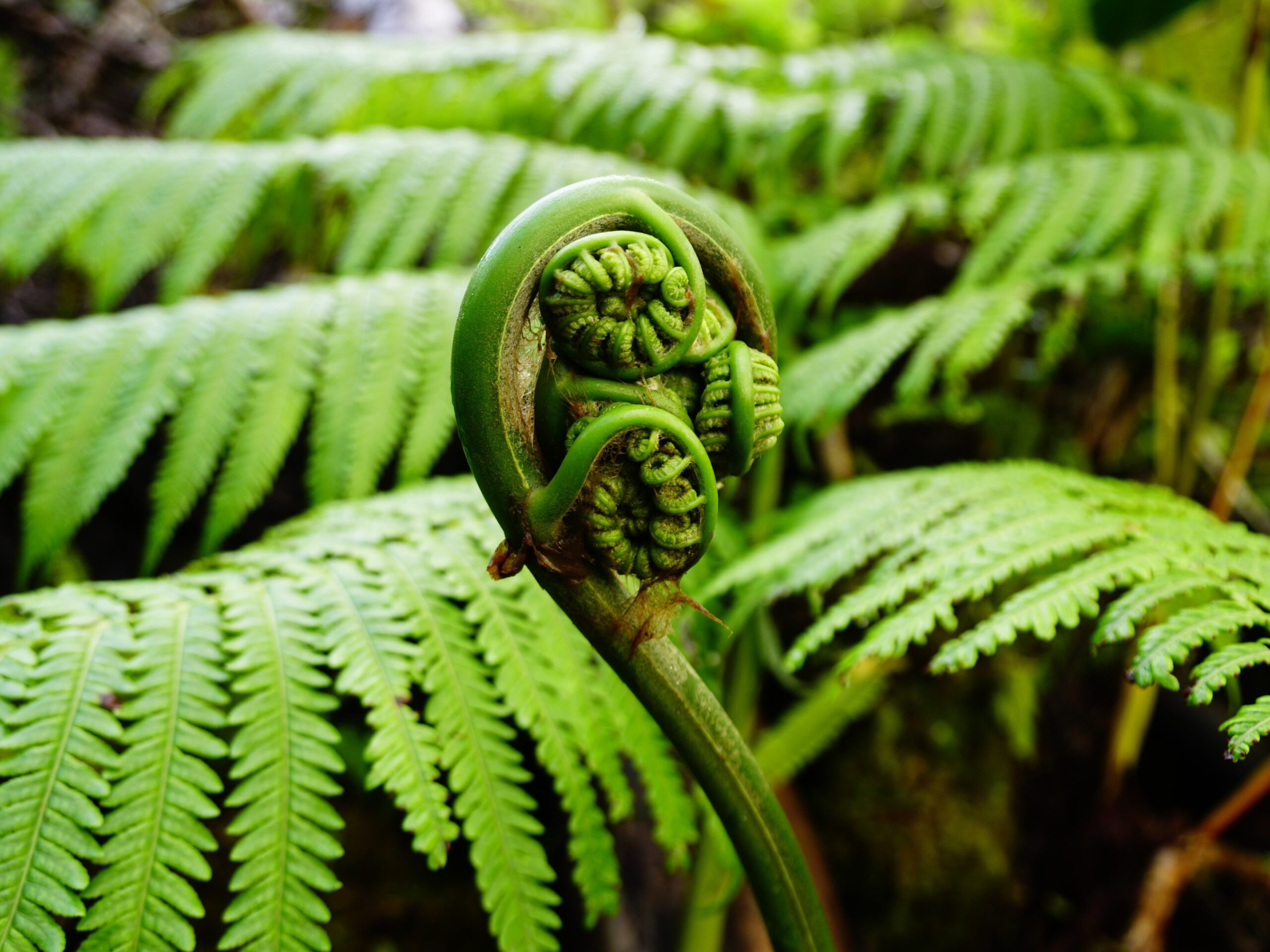 The beginning of a new leaf of a fern plant