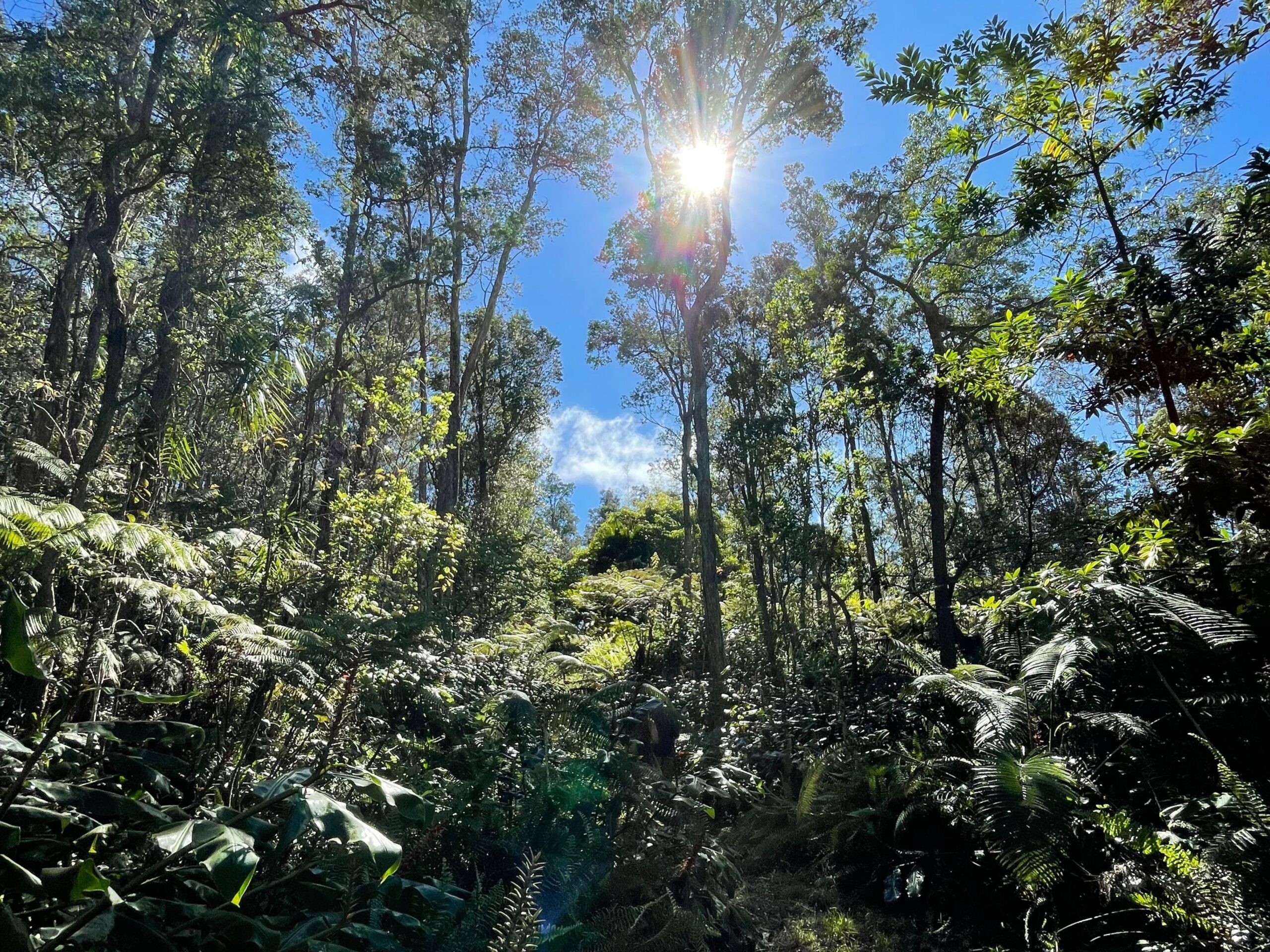 The sun passing through the canopy at the Kona Cloud Forest