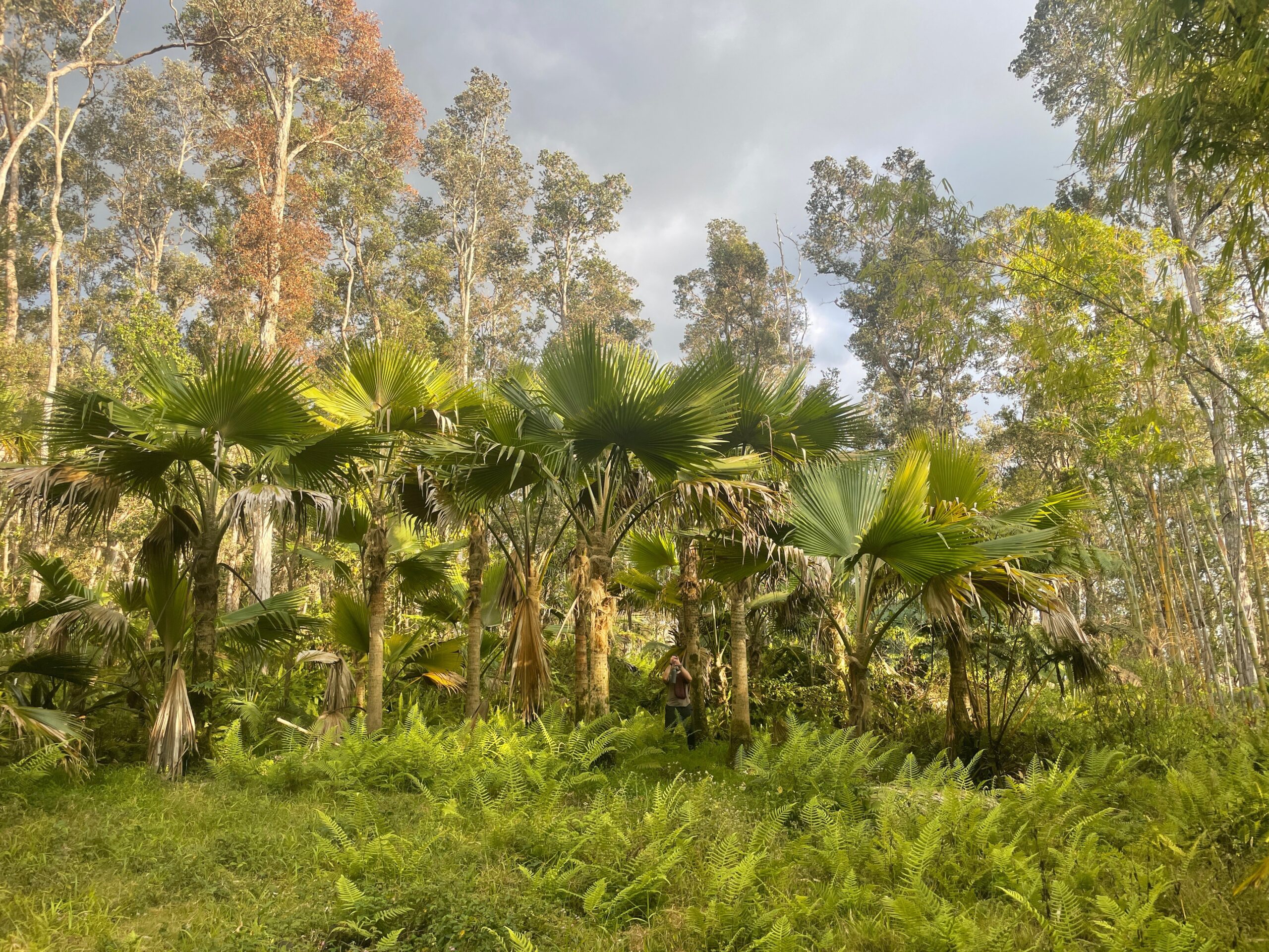 A group of young palm trees in a cloud forest