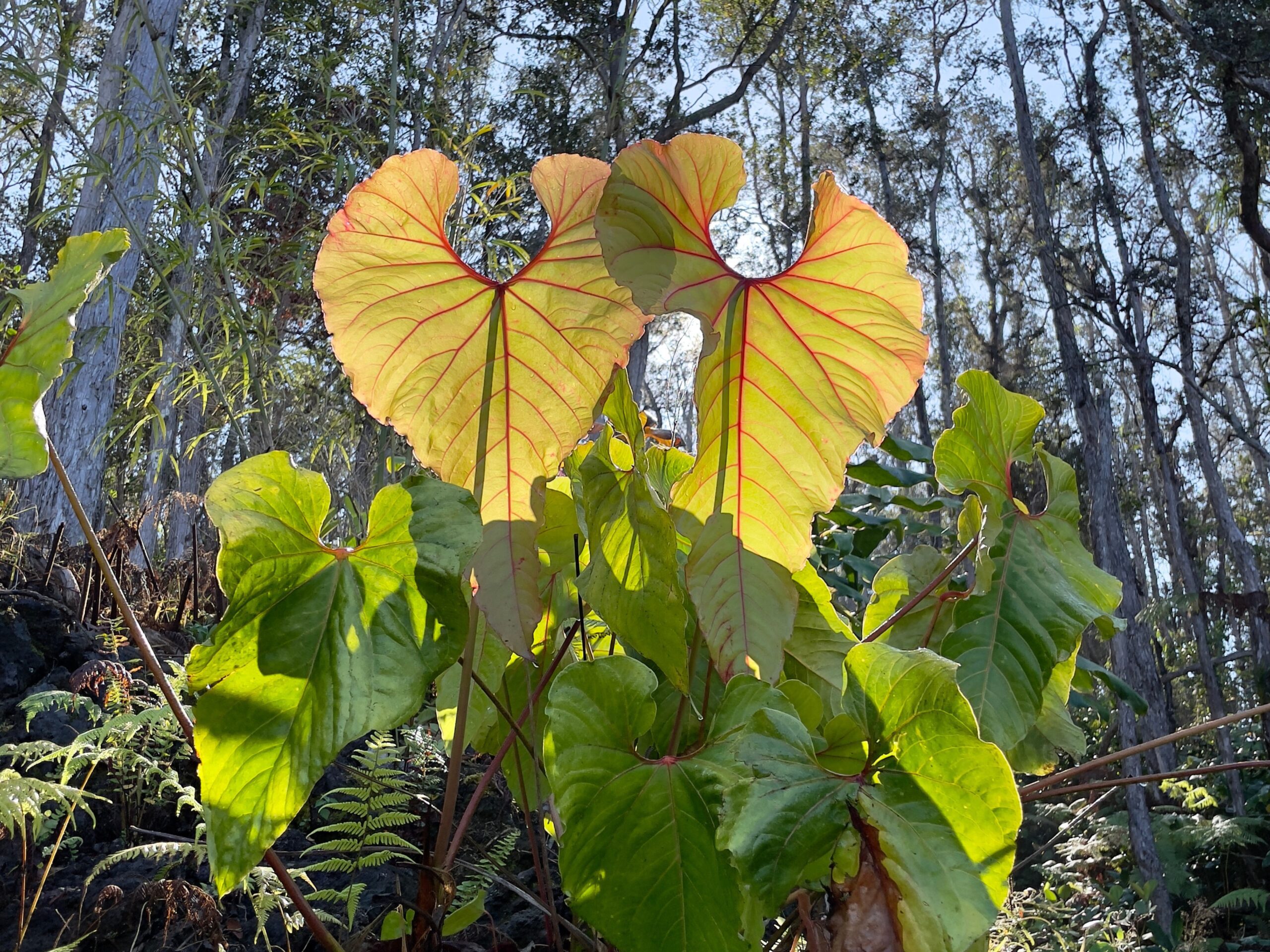 The plant known as Elephant Ear located in a cloud forest.