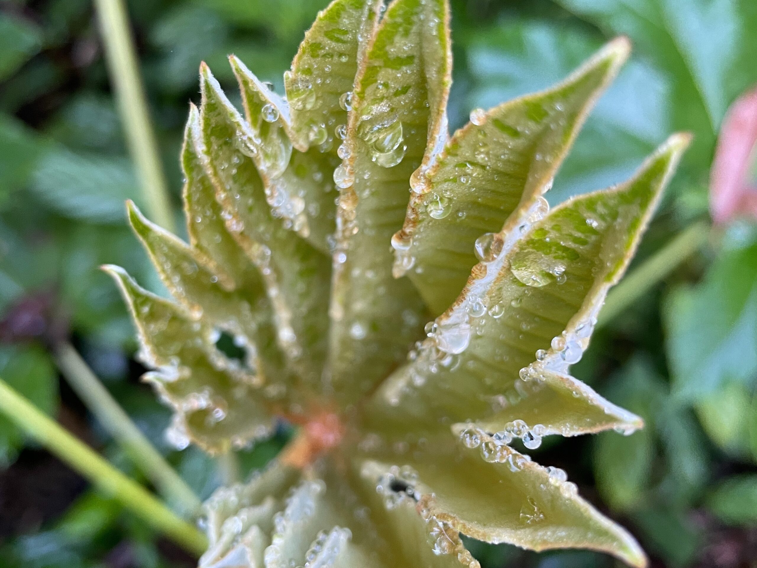 A small leaf coved in morning dew.