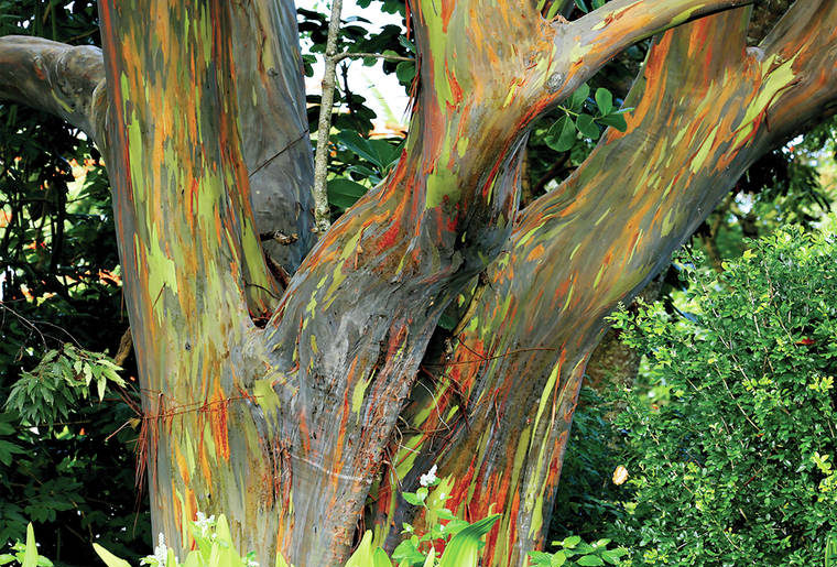Kona Cloud Forest Sanctuary - Eucalyptus Deglupta Tree