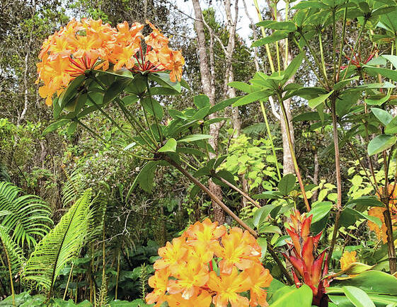 tropical flowers in hawaii - kona cloud forest