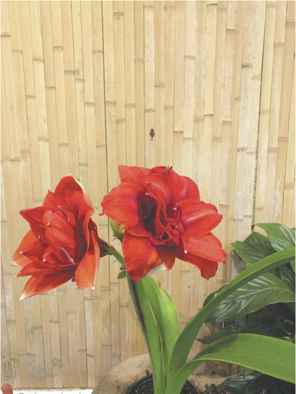 Hybrid amaryllis may be found at local garden shops and ordered from mainland catalogs of certified nurseries as well. They come in several shapes and colors.