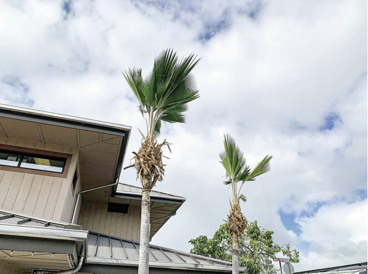 It’s a good time to prune, but avoid the removal of too many leaves as shown here on Loulu. It is unattractive. Also, This can weaken some species, especially coconut palms.