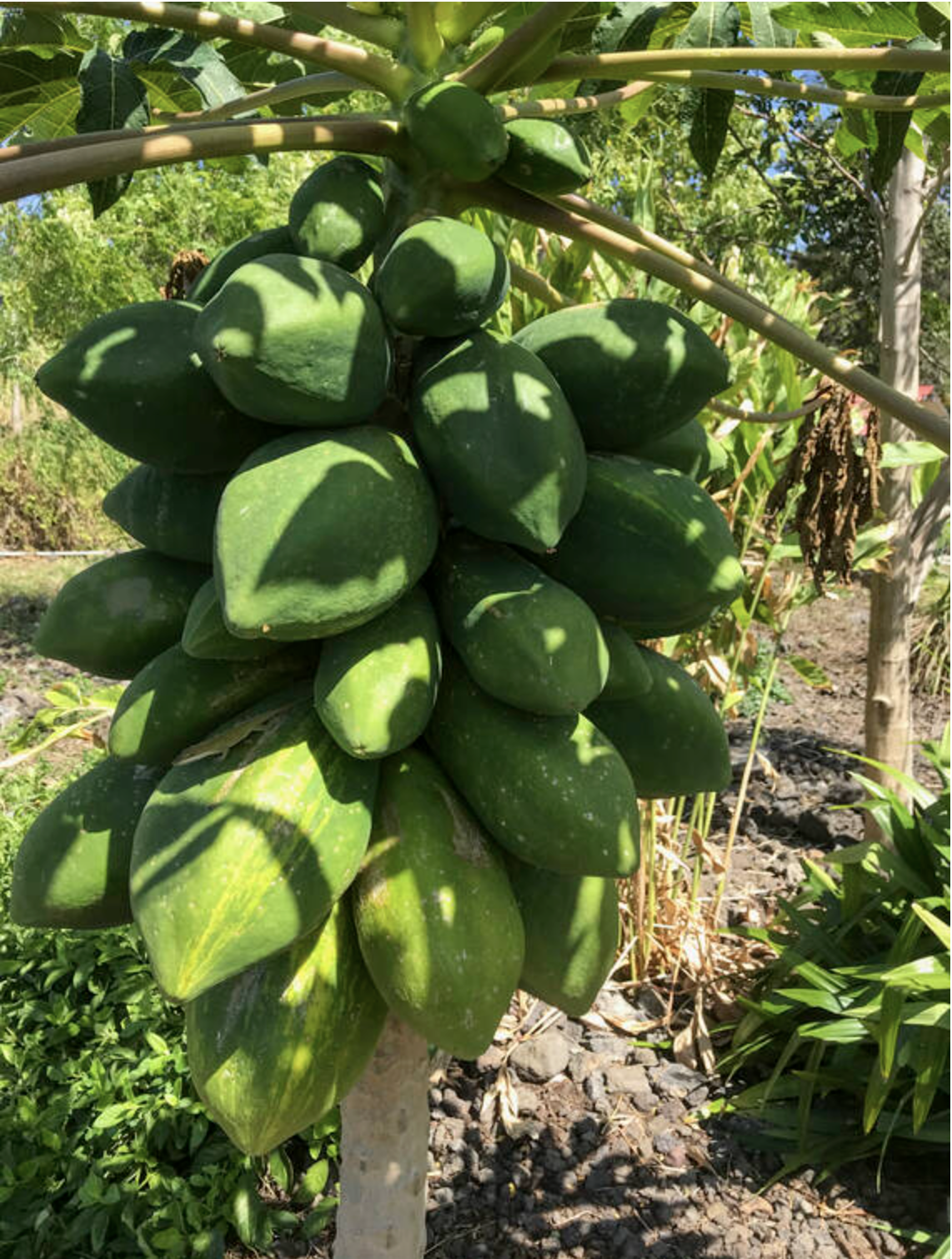 Photo: Healthy virus-free papaya are a delectable addition to your Hawaiian garden.